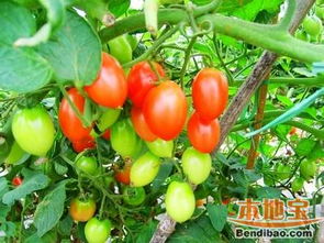 大团桃园 甜蜜特产与丰富农副产品的田园宝藏